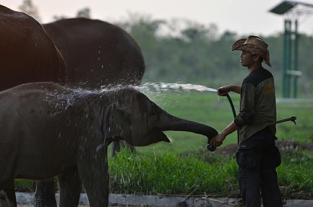 Taman Nasional Way Kambas di Lampung 2 Taman Nasional Way Kambas di Lampung 2