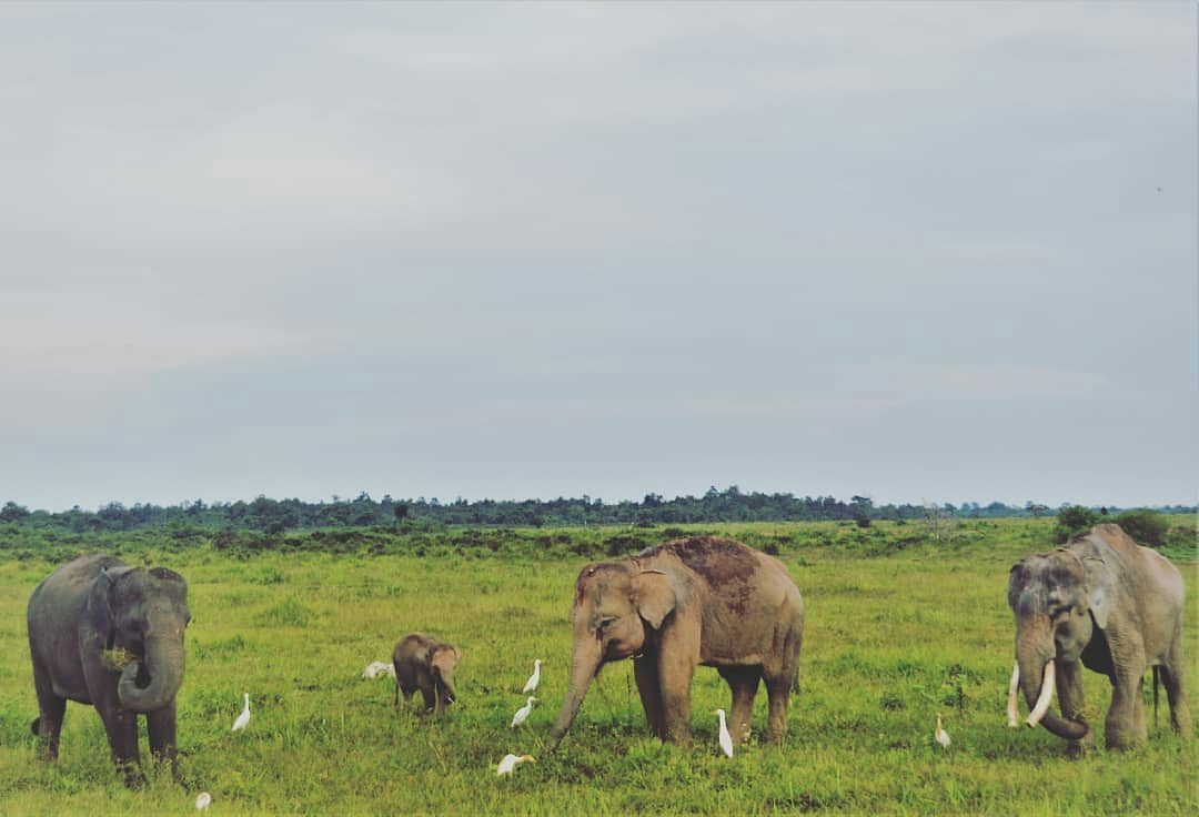 Taman Nasional Way Kambas di Lampung 4 Taman Nasional Way Kambas di Lampung 4