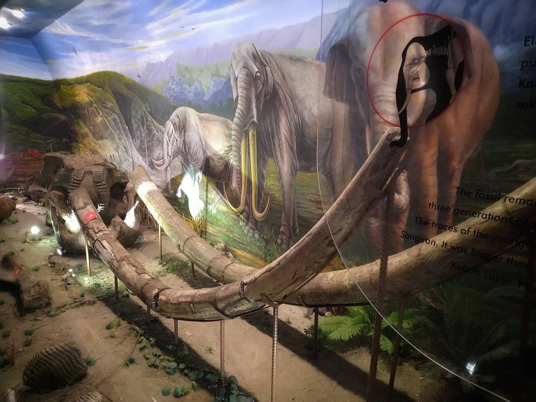 Museum Fosil Purbakala Sangiran 4