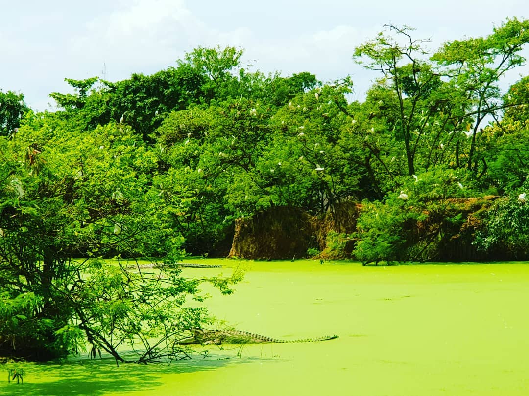 Penangkaran Buaya Asam Kumbang 2 Penangkaran Buaya Asam Kumbang 2