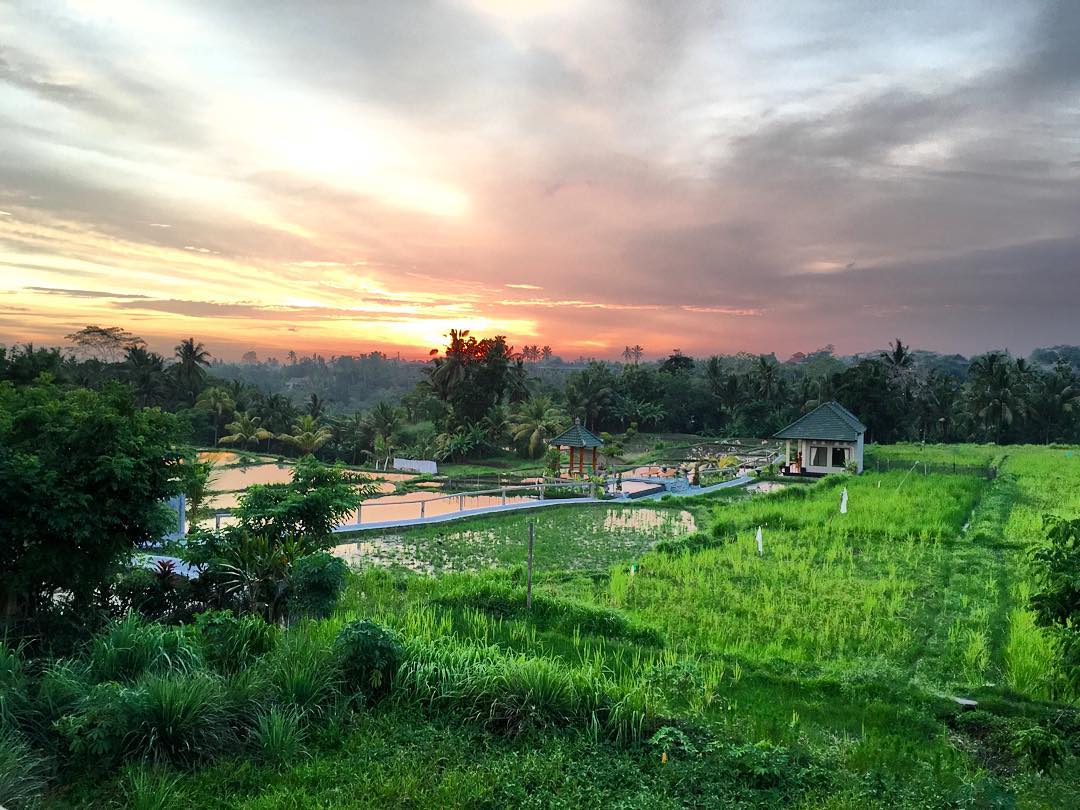 Sari Organik Ubud Bali 6 Sari Organik Ubud Bali 6