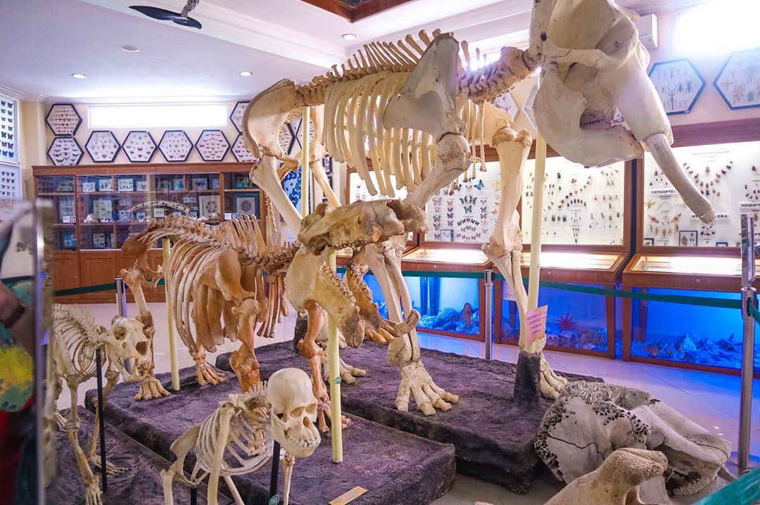 Rahmat International Wildlife Museum and Gallery 2