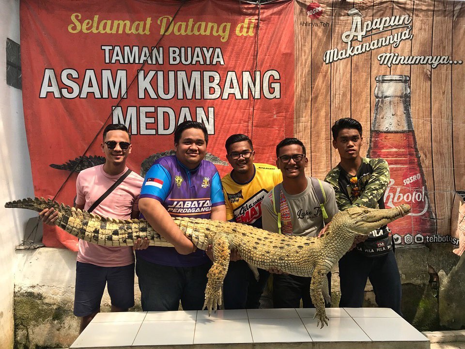 Penangkaran Buaya Asam Kumbang 3 Penangkaran Buaya Asam Kumbang 3