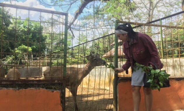 Jalan Jalan Ke Medan Zoo 21 Jalan Jalan Ke Medan Zoo