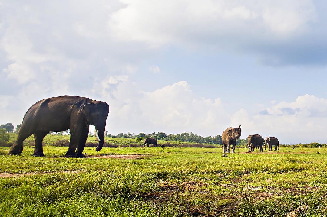 Taman Nasional Way Kambas di Lampung 1 Taman Nasional Way Kambas di Lampung 1