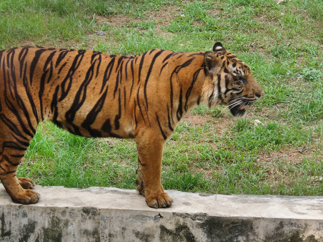 Jalan Jalan Ke Medan Zoo 7 Jalan Jalan Ke Medan Zoo 7