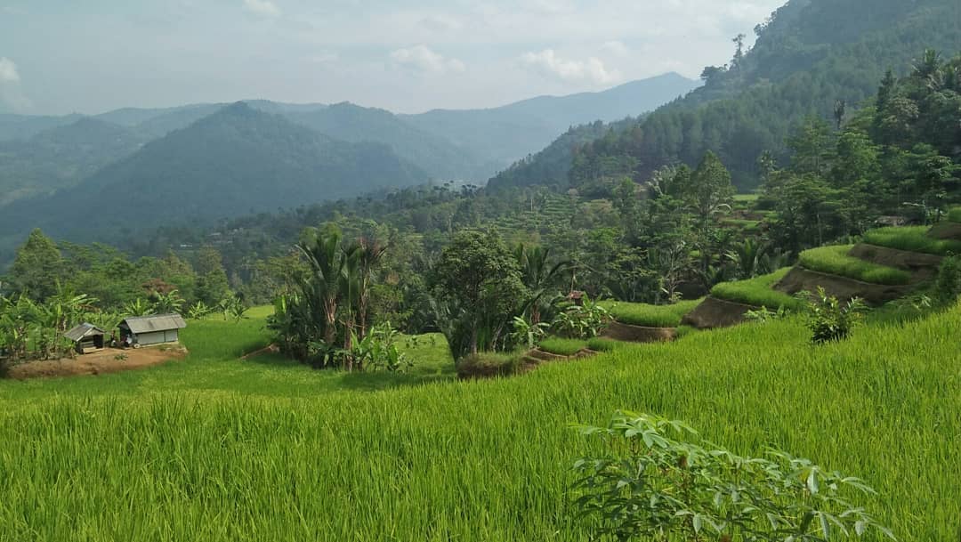 Keistimewaan Kampung Adat Ciptagelar 7