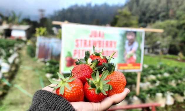 Taman Strawberry Kadudampit 8 Taman Strawberry Kadudampit 8