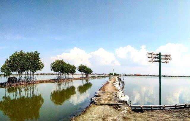 Yuk Piknik Ke Pulau Cemara Sawojajar Brebes 8