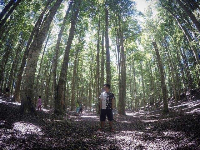 Wisata Kebun Raya Bedugul Bali 1