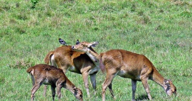 Taman Nasional Alas Purwo 9