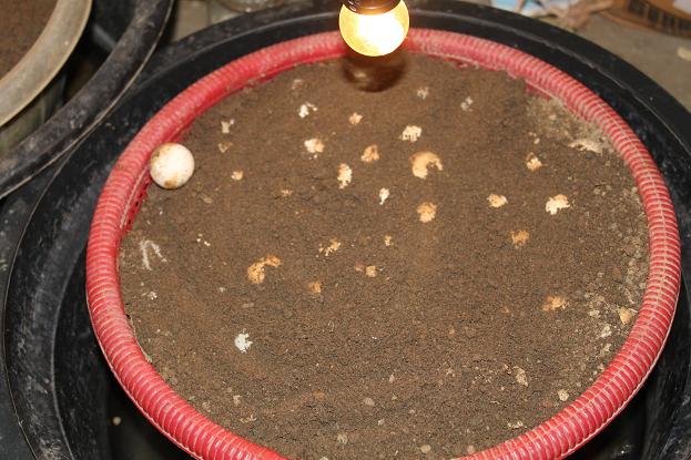 Wisata Kura Kura Belawa Cirebon 5