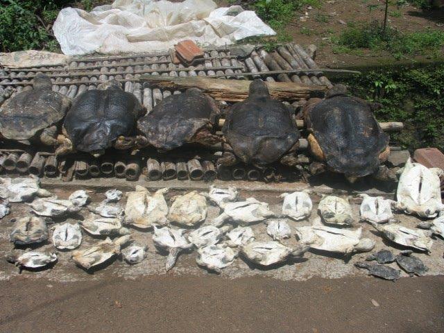 Wisata Kura Kura Belawa Cirebon 3