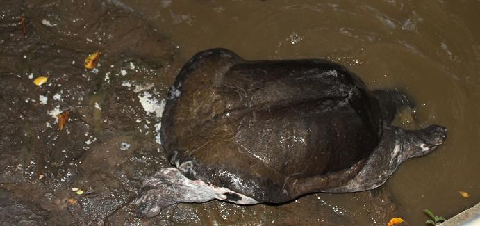 Wisata Kura Kura Belawa Cirebon 6