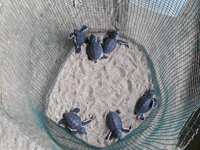 Potret Indahnya Pantai Sukamade (Meru Betiri National Park) dan Berapa Harga Tiket Masuknya? 9 Potret Indahnya Pantai Sukamade (Meru Betiri National Park) dan Berapa Harga Tiket Masuknya? 9