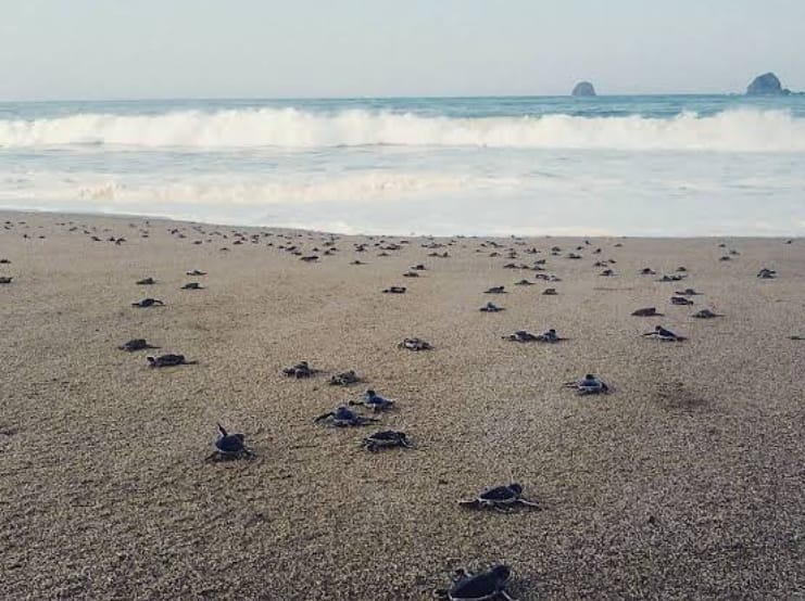 Potret Indahnya Pantai Sukamade (Meru Betiri National Park) dan Berapa Harga Tiket Masuknya? 1 Potret Indahnya Pantai Sukamade (Meru Betiri National Park) dan Berapa Harga Tiket Masuknya? 1