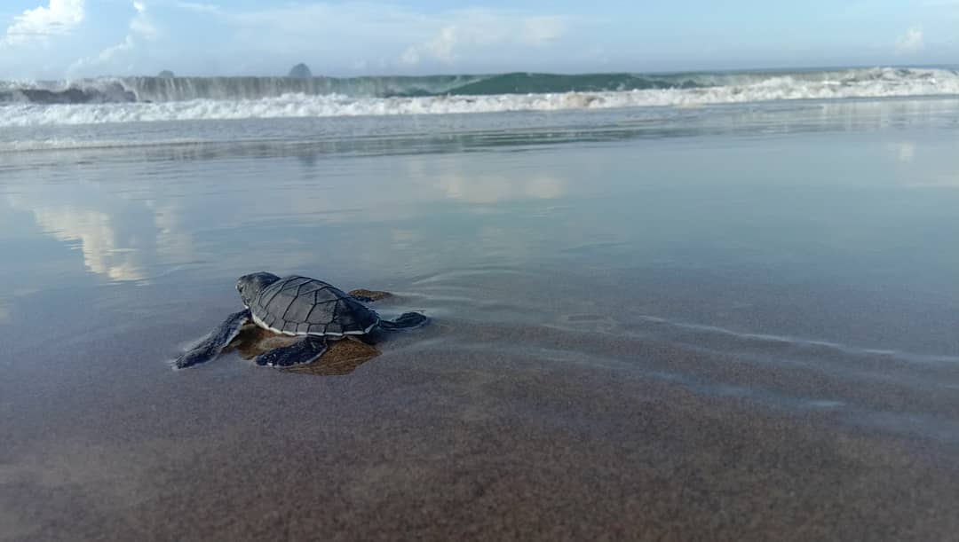 Potret Indahnya Pantai Sukamade (Meru Betiri National Park) dan Berapa Harga Tiket Masuknya? 2 Potret Indahnya Pantai Sukamade (Meru Betiri National Park) dan Berapa Harga Tiket Masuknya? 2