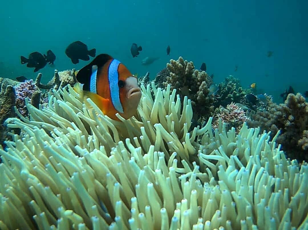 Wisata Rumah Apung Bangsring 6