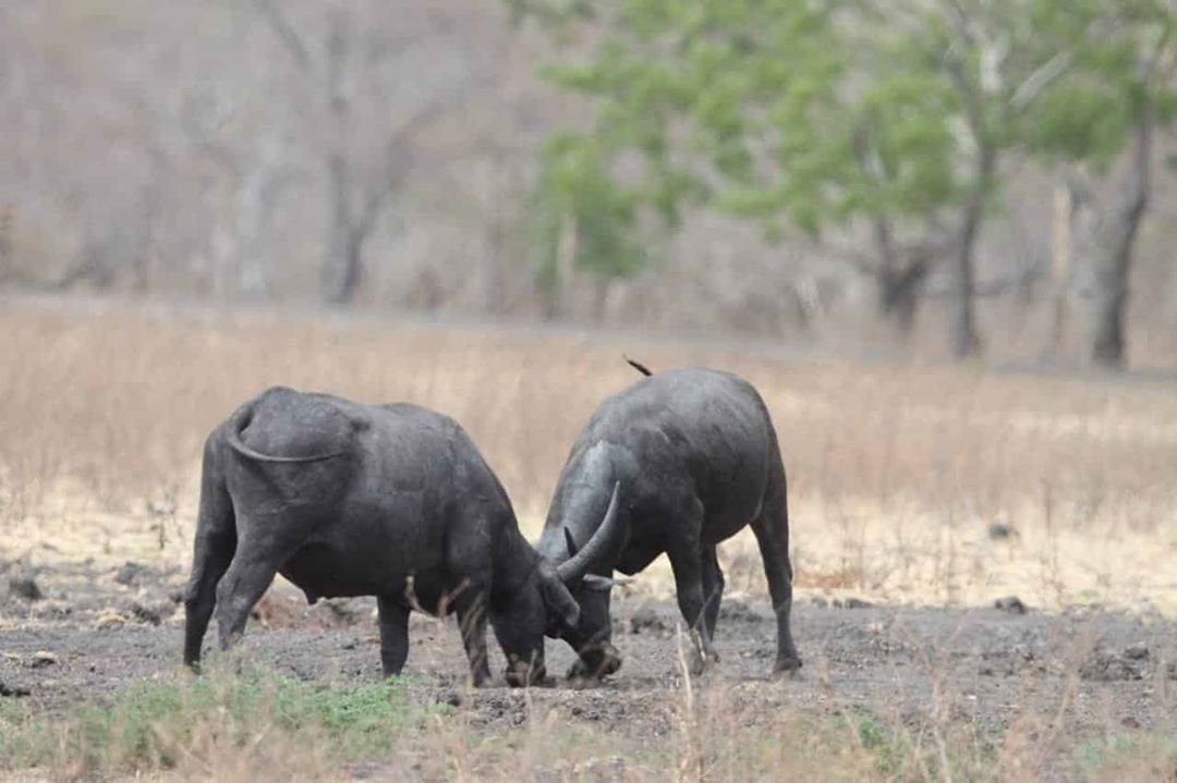 Taman Nasional Baluran 6