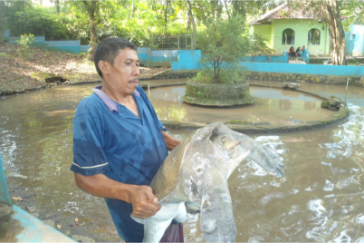 Wisata Kura Kura Belawa Cirebon 11