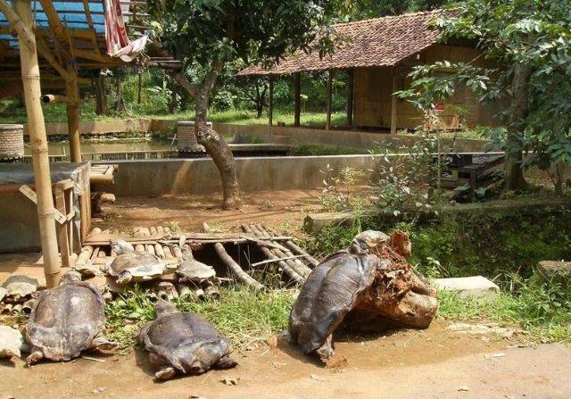 Wisata Kura Kura Belawa Cirebon 7