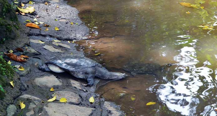 Wisata Kura Kura Belawa Cirebon 2