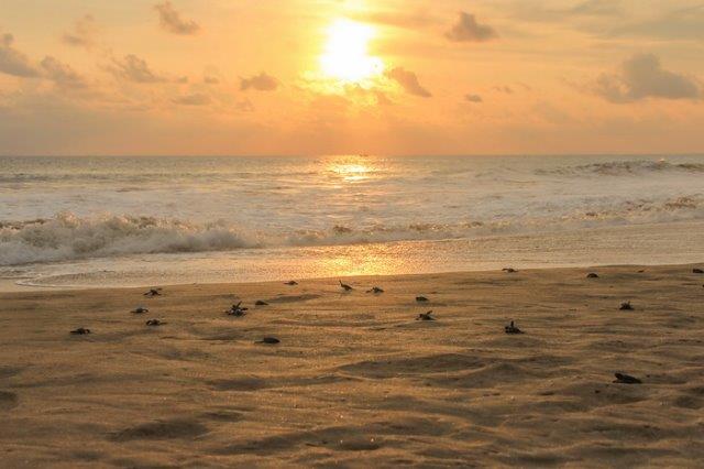 Lokasi Pantai Cipanarikan Ujung Genteng Sukabumi, Peta Letak Jawa Barat 7 Lokasi Pantai Cipanarikan Ujung Genteng Sukabumi, Peta Letak Jawa Barat 7