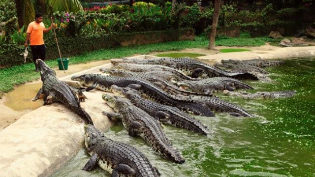 10 Gambar Taman Buaya Indonesia Jaya Cibarusah Bekasi + Harga Tiket Masuk Wisata 2025 6