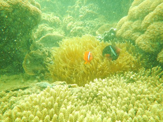 Cara Ke Pulau Abang Batam, Paket Resort Penginapan + Biaya Wisata Snorkeling 7 Cara Ke Pulau Abang Batam, Paket Resort Penginapan + Biaya Wisata Snorkeling 7