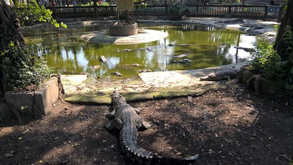 10 Gambar Taman Buaya Indonesia Jaya Cibarusah Bekasi + Harga Tiket Masuk Wisata 2025 10