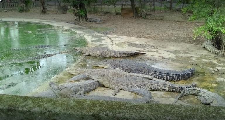 10 Gambar Taman Buaya Indonesia Jaya Cibarusah Bekasi + Harga Tiket Masuk Wisata 2025 7