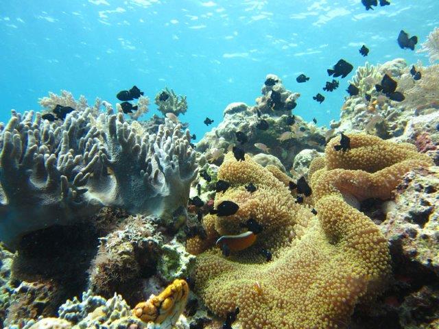 Cara Ke Pulau Abang Batam, Paket Resort Penginapan + Biaya Wisata Snorkeling 4 Cara Ke Pulau Abang Batam, Paket Resort Penginapan + Biaya Wisata Snorkeling 4