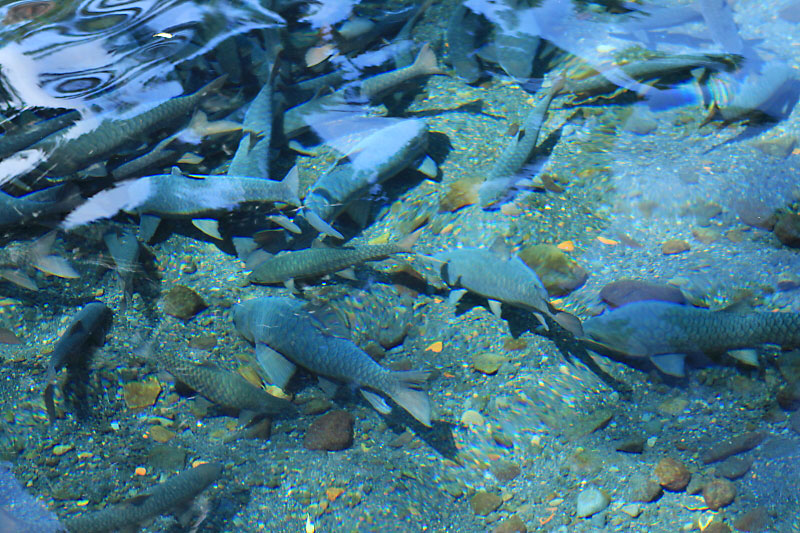 Harga Tiket Masuk Pemandian Cibulan Kuningan 8