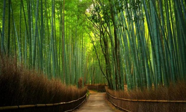 10 Gambar Taman Bambu  Tangerang Lokasi Alamat Jam Buka 