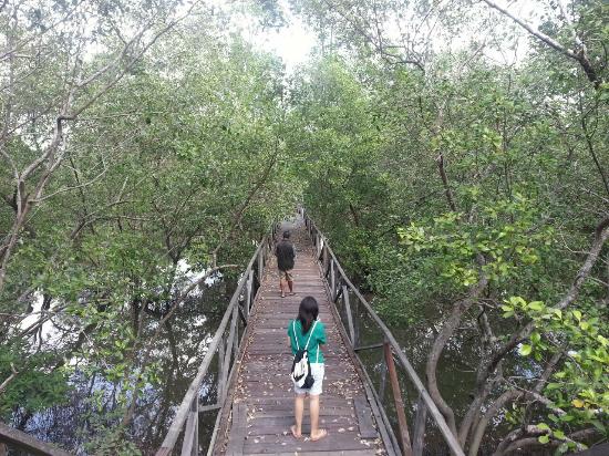 10 Gambar Hutan Mangrove Balikpapan, Sejarah Legenda, Lokasi Alamat, Jalan Menuju ke Sana + Keindahan Wisata 6 10 Gambar Hutan Mangrove Balikpapan, Sejarah Legenda, Lokasi Alamat, Jalan Menuju ke Sana + Keindahan Wisata 6