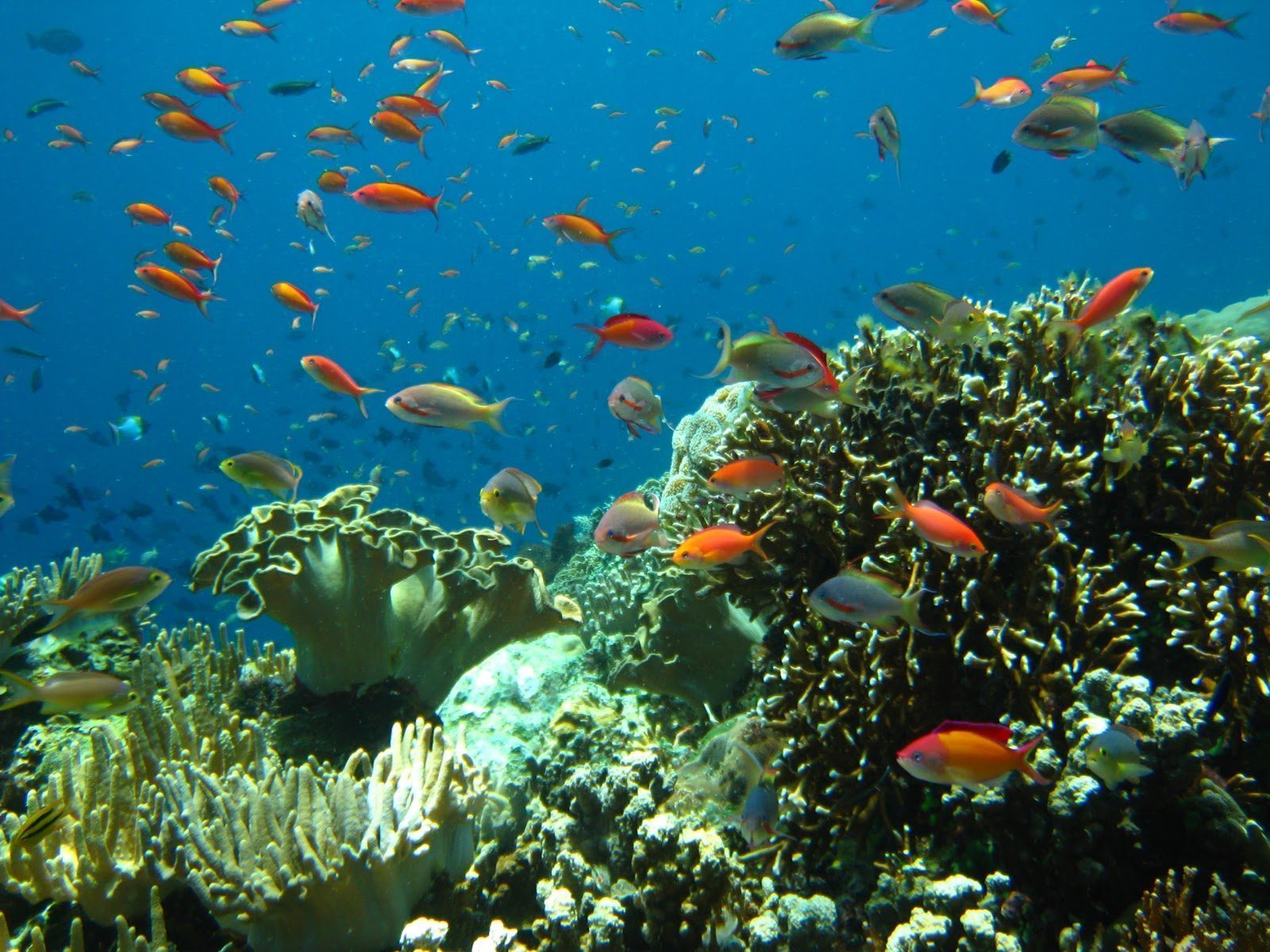 10 Gambar Pulau Kapoposang Makassar, Lokasi Alamat, Penginapan di Sekitar Area + Rute Jalan Menuju Wisata 7