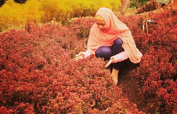 Kebun Raya Baturaden 7