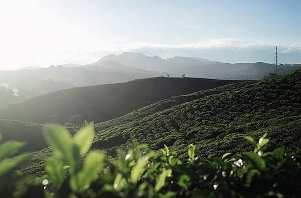 10 Gambar Kebun Teh Taraju Tasikmalaya, Harga Tiket Masuk, Lokasi Alamat, Nomer Telefon + Perkebunan di Buat Obyek Wisata? 1
