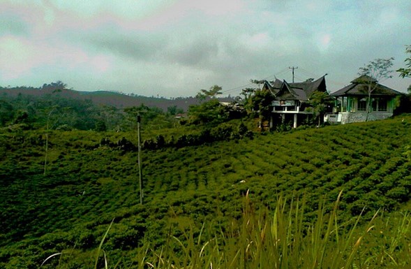 10 Gambar Kebun Teh Taraju Tasikmalaya, Harga Tiket Masuk, Lokasi Alamat, Nomer Telefon + Perkebunan di Buat Obyek Wisata? 3