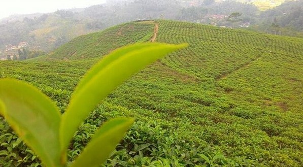 10 Gambar Kebun Teh Taraju Tasikmalaya, Harga Tiket Masuk, Lokasi Alamat, Nomer Telefon + Perkebunan di Buat Obyek Wisata? 4