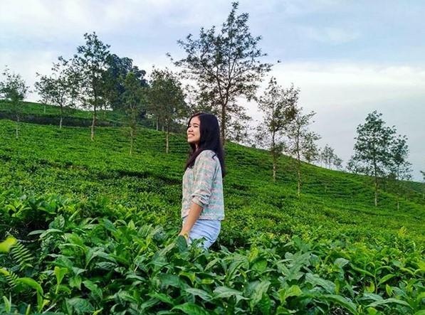 10 Gambar Kebun Teh Taraju Tasikmalaya, Harga Tiket Masuk, Lokasi Alamat, Nomer Telefon + Perkebunan di Buat Obyek Wisata? 6