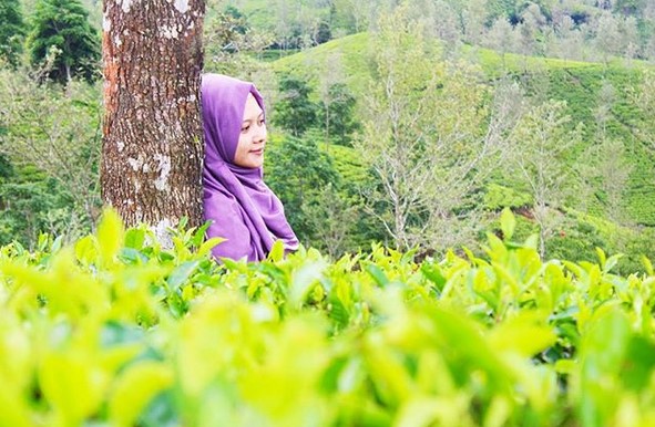 10 Gambar Kebun Teh Taraju Tasikmalaya, Harga Tiket Masuk, Lokasi Alamat, Nomer Telefon + Perkebunan di Buat Obyek Wisata? 10