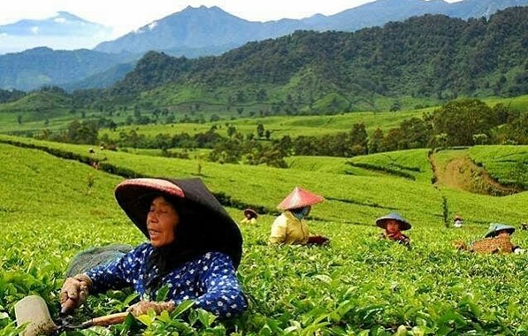 10 Gambar Kebun Teh Taraju Tasikmalaya, Harga Tiket Masuk, Lokasi Alamat, Nomer Telefon + Perkebunan di Buat Obyek Wisata? 8