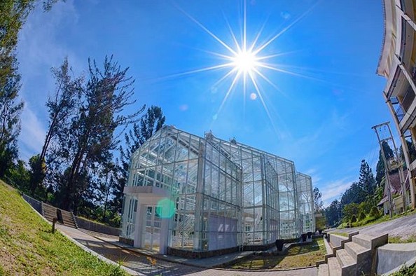 Beberapa Potret Taman Bunga Sakura di Kebun Raya Cibodas dan Berapa Harga Tiket Masuknya? 2 Beberapa Potret Taman Bunga Sakura di Kebun Raya Cibodas dan Berapa Harga Tiket Masuknya? 2