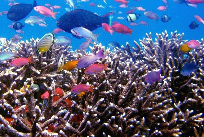 10 Gambar Taman Laut Taka Bonerate Makassar, Sejarah Asal Usul, Lokasi Alamat, Luas Area + Akses Jalan Menuju ke Sana 7