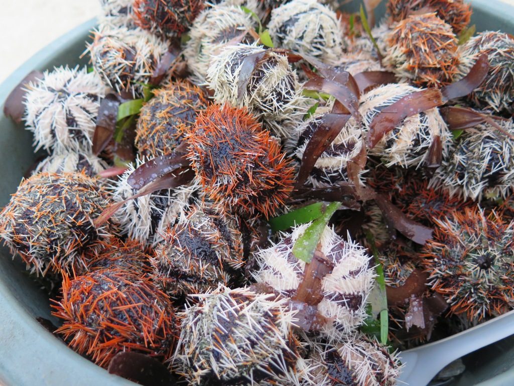 10 Gambar Taman Laut Taka Bonerate Makassar, Sejarah Asal Usul, Lokasi Alamat, Luas Area + Akses Jalan Menuju ke Sana 8