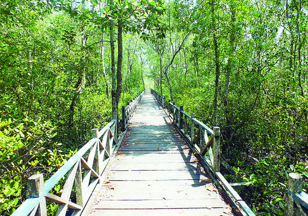 10 Gambar Hutan Mangrove Balikpapan, Sejarah Legenda, Lokasi Alamat, Jalan Menuju ke Sana + Keindahan Wisata 10 10 Gambar Hutan Mangrove Balikpapan, Sejarah Legenda, Lokasi Alamat, Jalan Menuju ke Sana + Keindahan Wisata 10