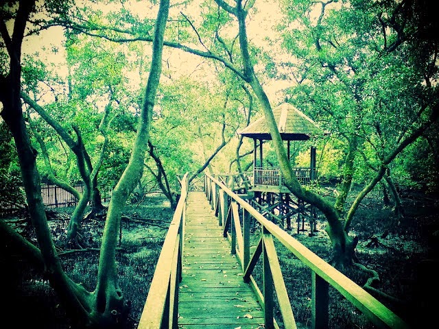 10 Gambar Hutan Mangrove Balikpapan, Sejarah Legenda, Lokasi Alamat, Jalan Menuju ke Sana + Keindahan Wisata 9 10 Gambar Hutan Mangrove Balikpapan, Sejarah Legenda, Lokasi Alamat, Jalan Menuju ke Sana + Keindahan Wisata 9