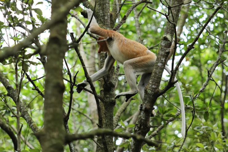 10 Gambar Hutan Mangrove Balikpapan, Sejarah Legenda, Lokasi Alamat, Jalan Menuju ke Sana + Keindahan Wisata 7 10 Gambar Hutan Mangrove Balikpapan, Sejarah Legenda, Lokasi Alamat, Jalan Menuju ke Sana + Keindahan Wisata 7