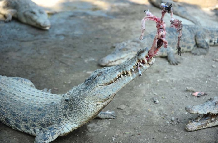 10 Gambar Taman Budaya Tangerang, Harga Tiket Masuk, Lokasi Alamat, Villa di Sekitar Wisata + Banyak Penangkaran 6 10 Gambar Taman Budaya Tangerang, Harga Tiket Masuk, Lokasi Alamat, Villa di Sekitar Wisata + Banyak Penangkaran 6